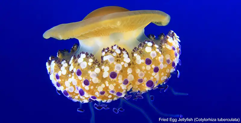 Fried egg jellyfish