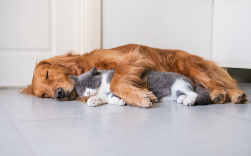 Dog and cat cuddling