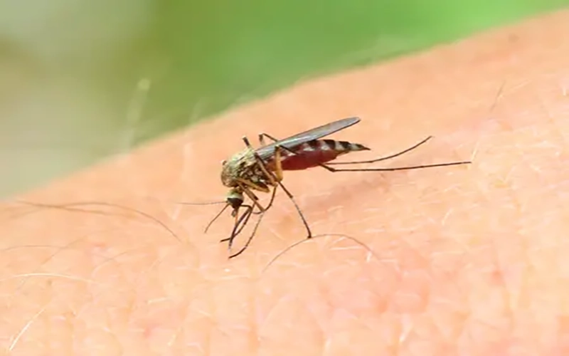 mosquito taking a bite