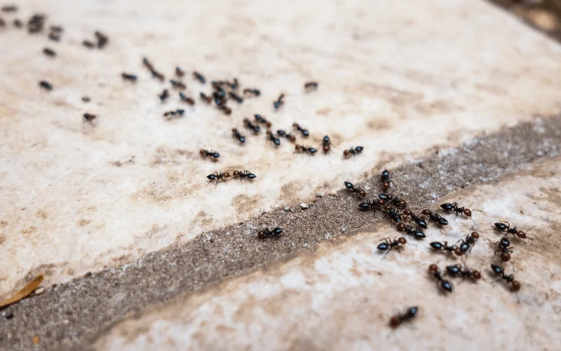 Ant trail on stone surface showing common household pest activity