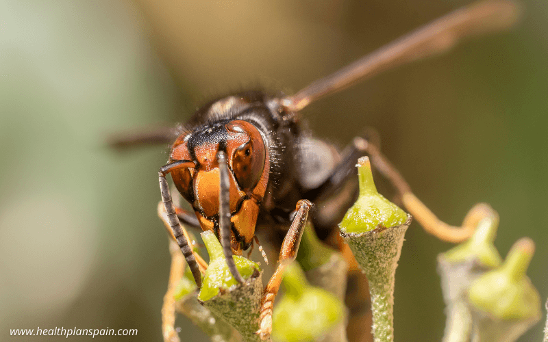 Asian Hornet