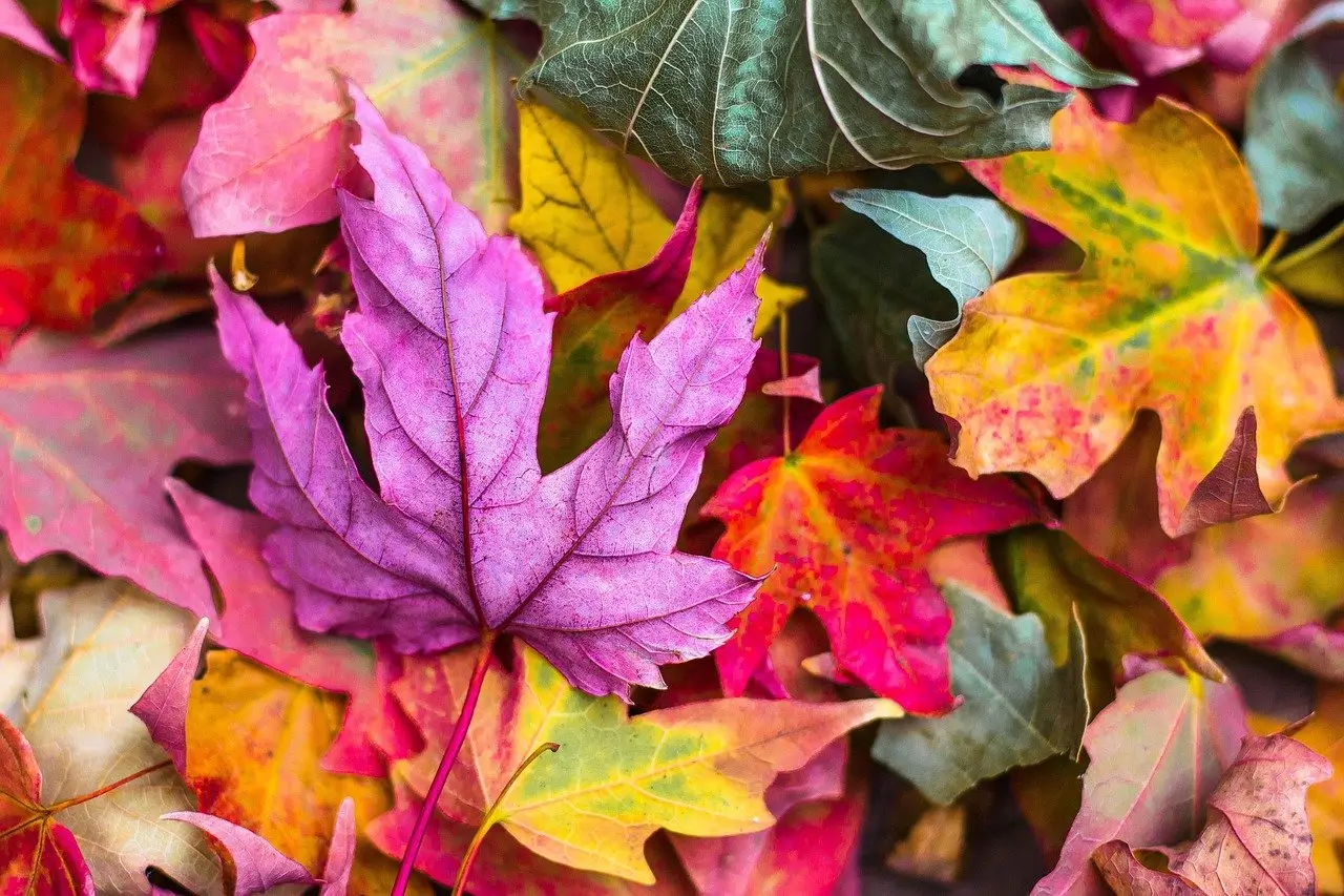 Colourful autumn leaves