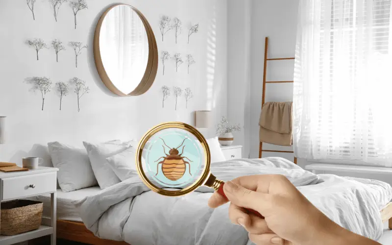 Magnifying glass showing bed bug in a clean bedroom during pest inspection for home hygiene and pest control