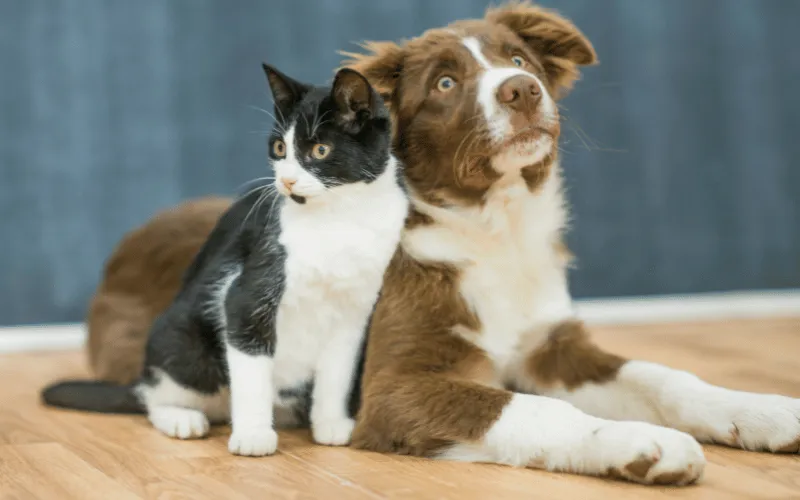 Black and white cat sitting beside a brown and white dog on hardwood floor