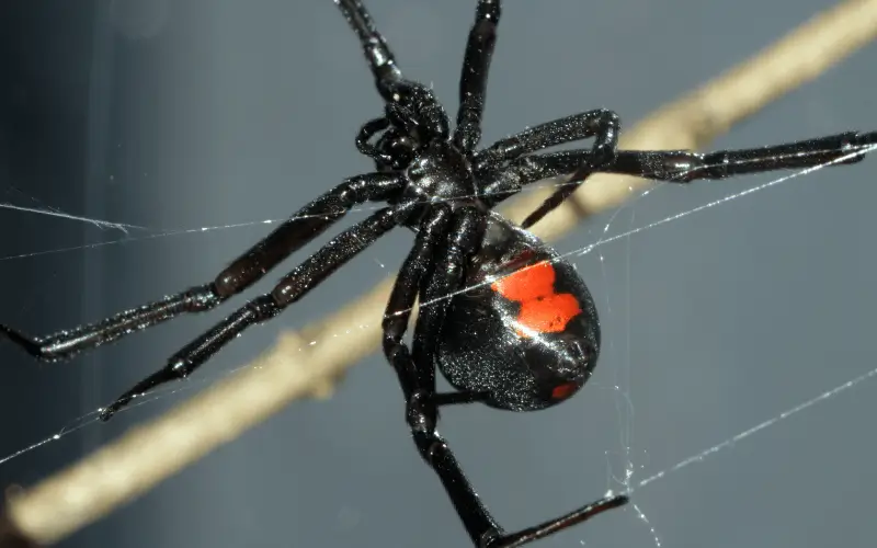 Black Widow spider