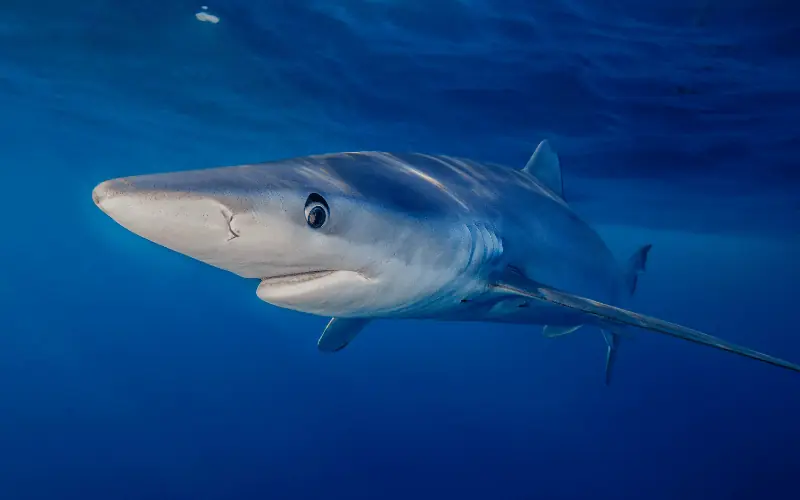 Blue shark swimming in deep ocean waters near Spain