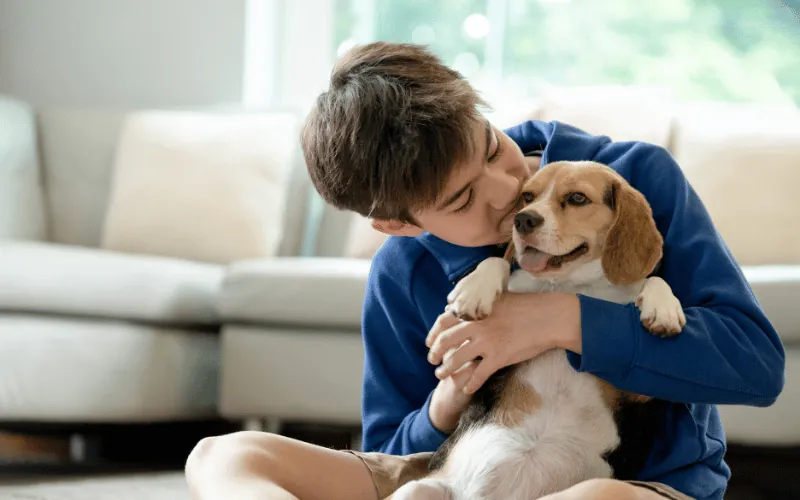 Young boy hugging beagle dog indoors showing love and companionship