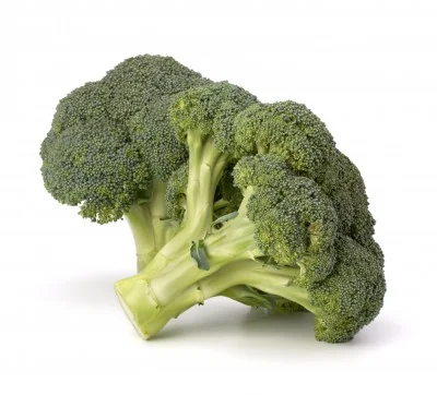 Fresh broccoli head on white background, known for its cancer-fighting antioxidants