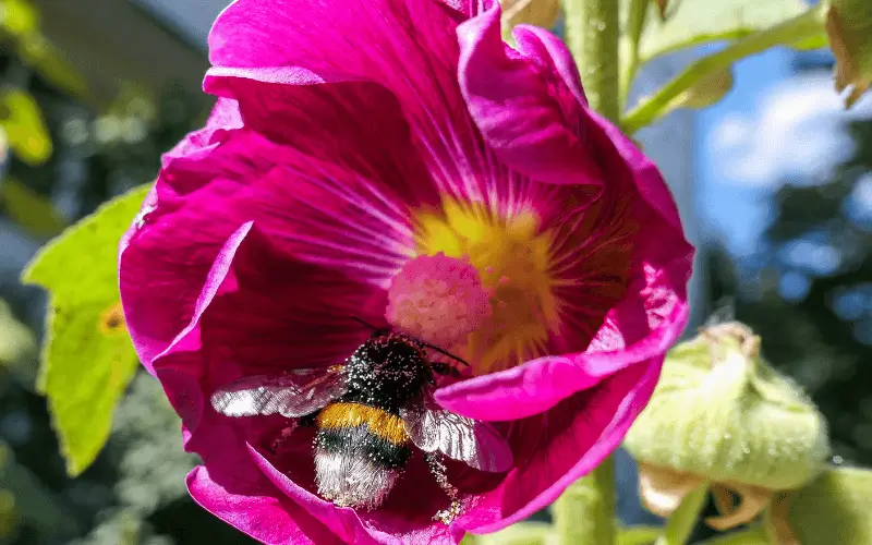 Bumble Bee in pink flower