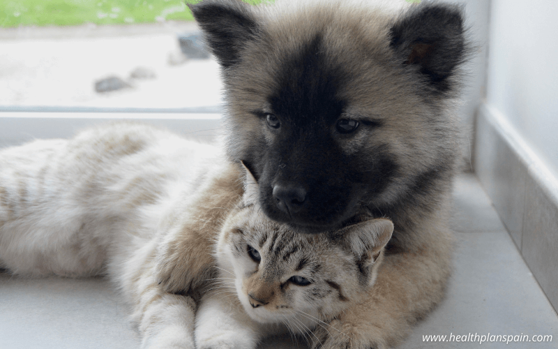 Cat and dog