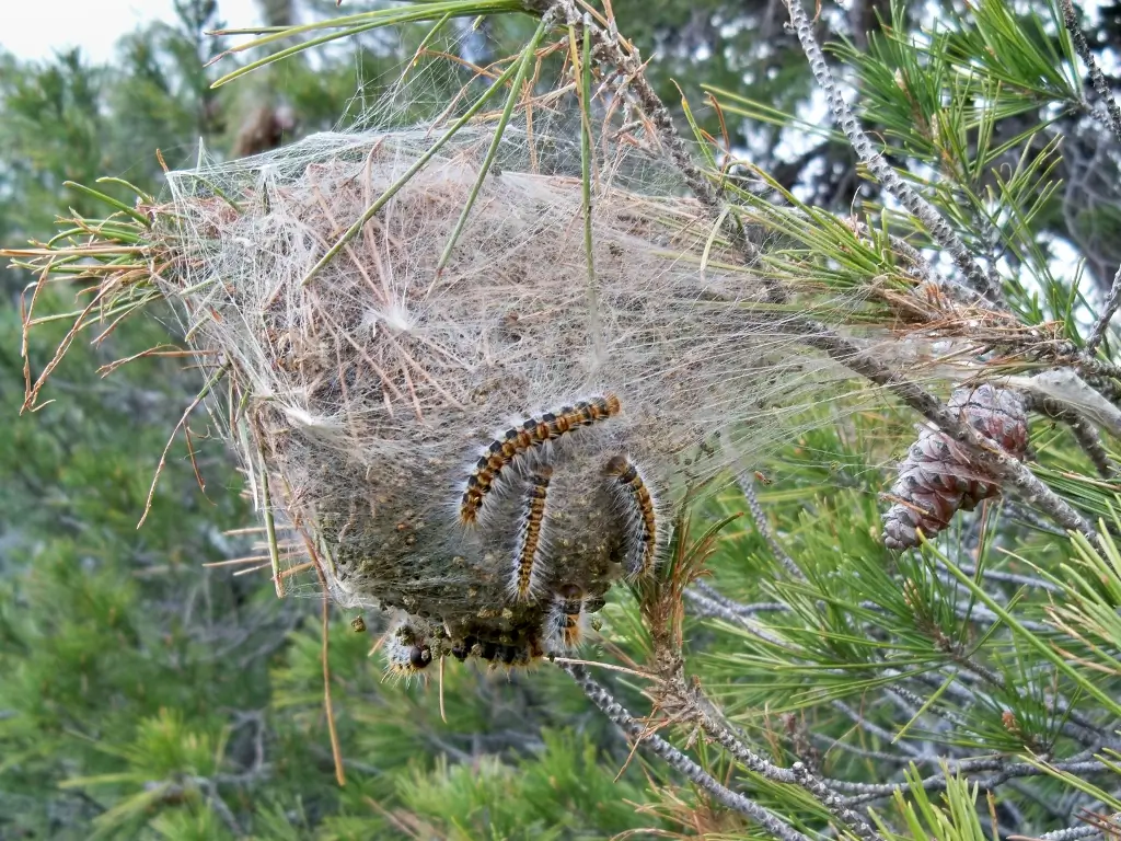 Pine processionary caterpillar nest in tree