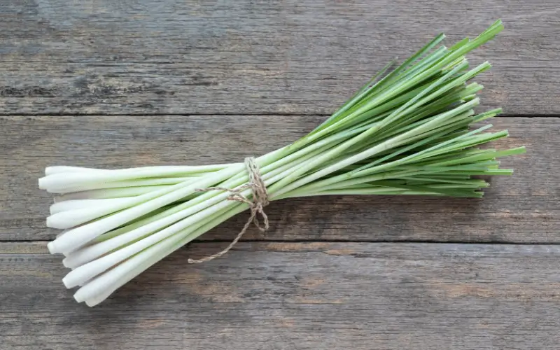 Citronella Grass