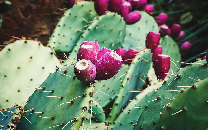 Prickly pears ready for picking