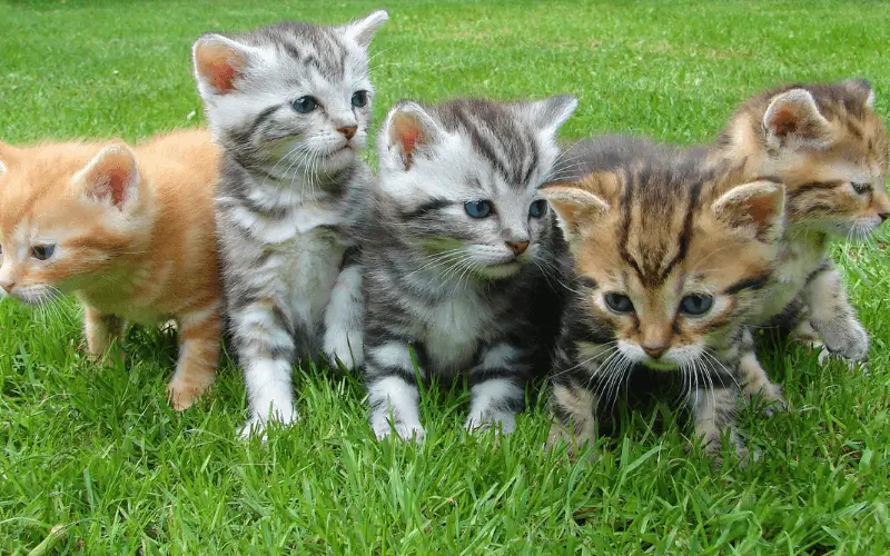 Cute kittens