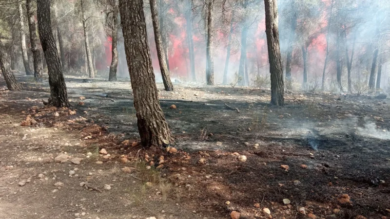 Forest area after wildfire with smoke rising through pine trees in Spain