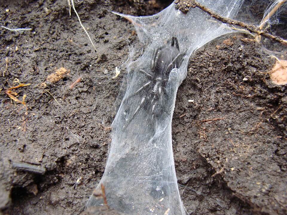 Funnel-web spider