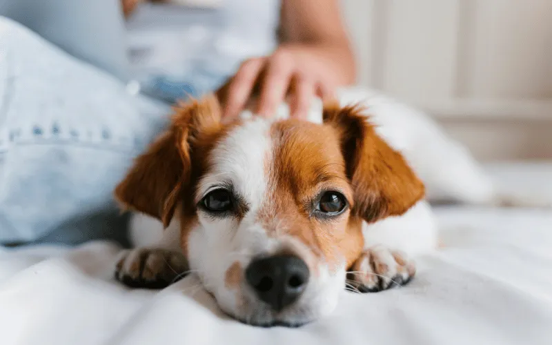 Relaxed dog lying on bed with owner petting gently in background