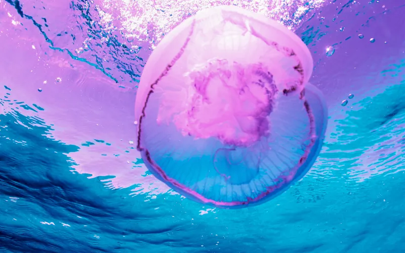 Pink jellyfish floating underwater in clear blue sea