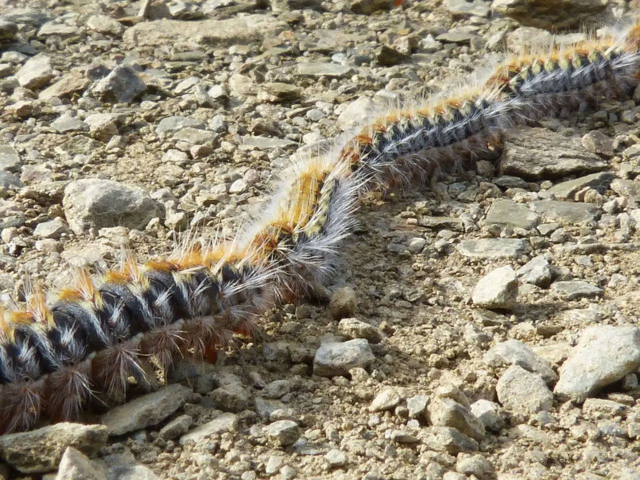 Caterpillar conga