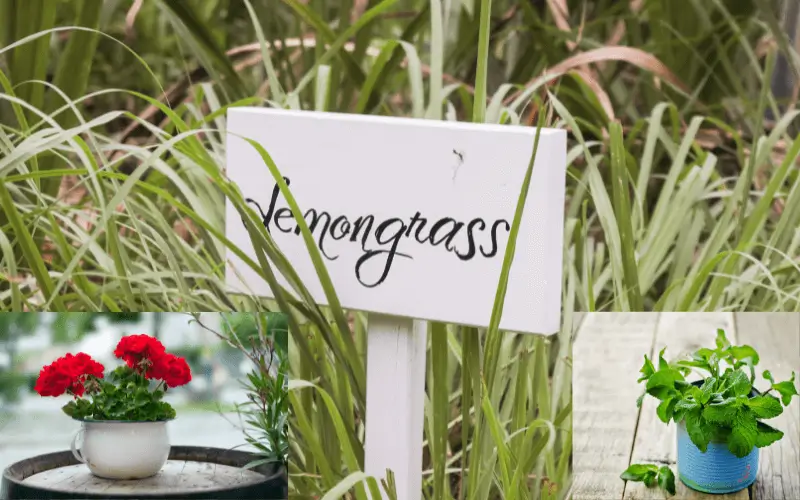Lemongrass sign in the garden