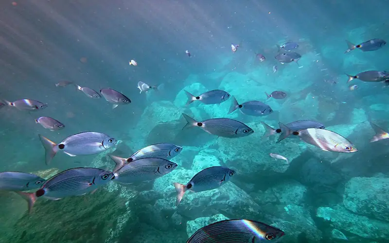 Underwater view of seabream swimming in clear Mediterranean sea