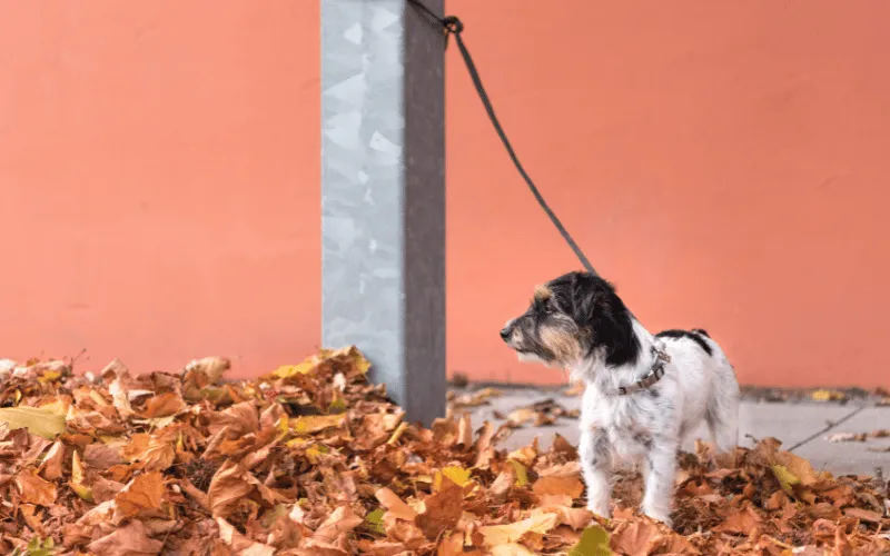 Small dog tied to a post standing in autumn leaves near an orange wall