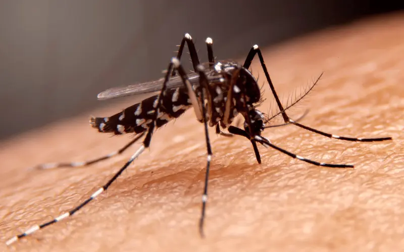 Close-up of a tiger mosquito on skin in Spain during summer months