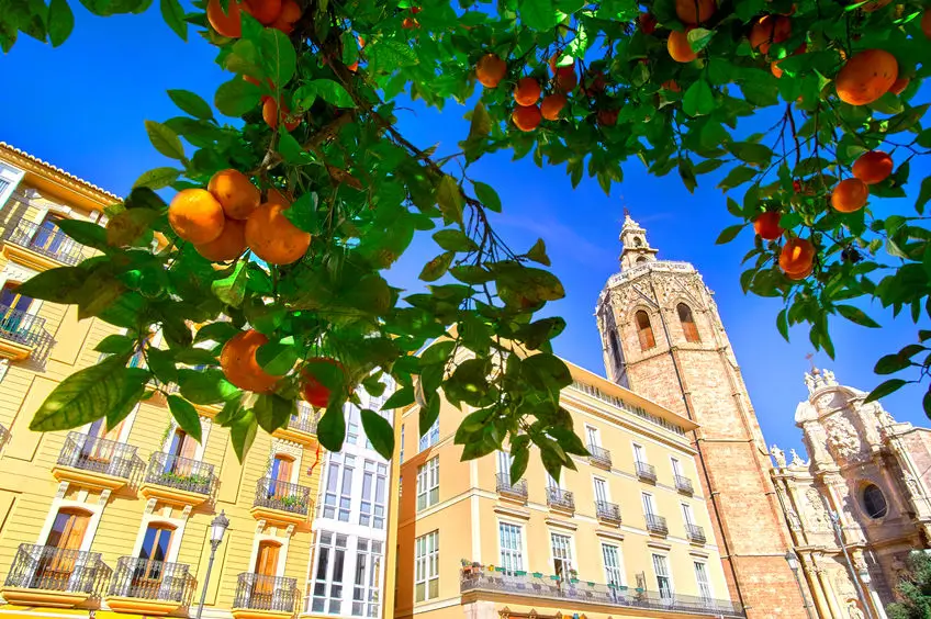Valencian oranges in tree