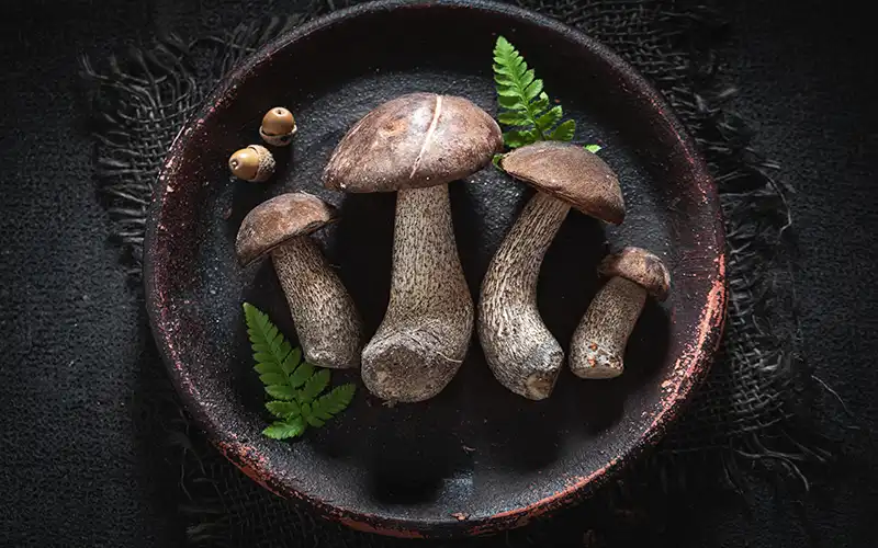 Wild mushrooms on old clay plate